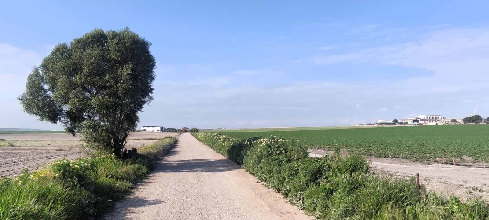 Recorrido por la viña Balbaína