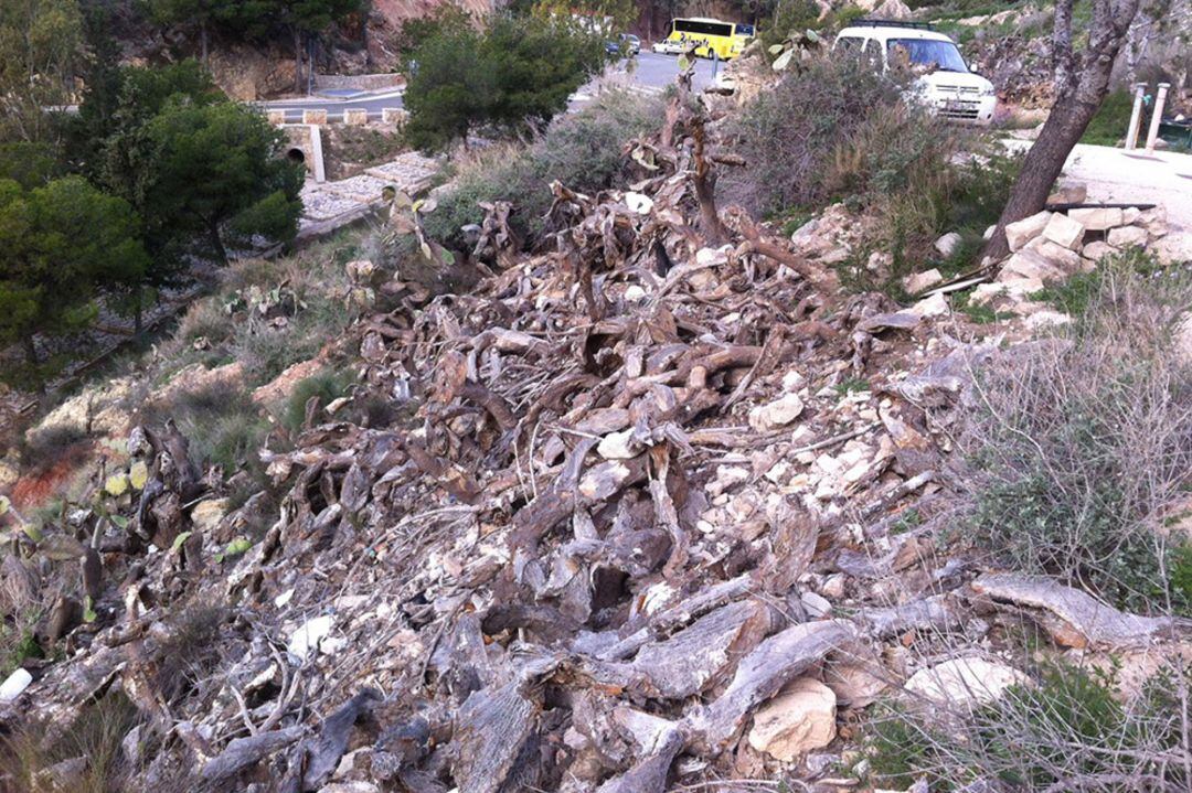 Limpieza chumberas Novelda