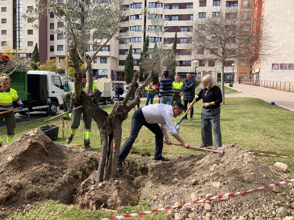 El alcalde de Murcia, José Antonio Serrano, ayuda en las tareas de plantación de un olivo en la avenida Marqués de los Vélez, donde se plantarán 16 árboles
