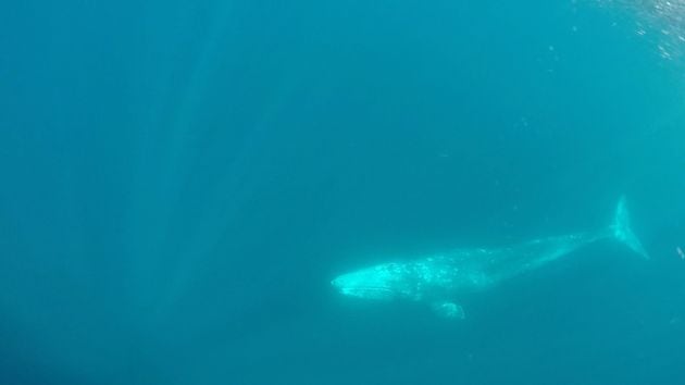 Ballena avistada en Alicante