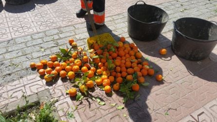 Recogida de naranjas amargas