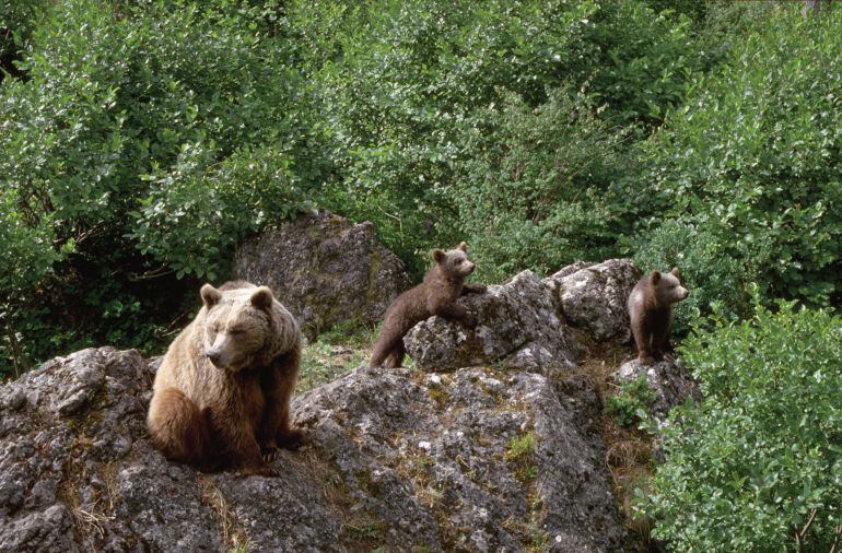 Los animales cada vez se desplazan menos debido al impacto de las grandes infraestructuras como las carreteras.