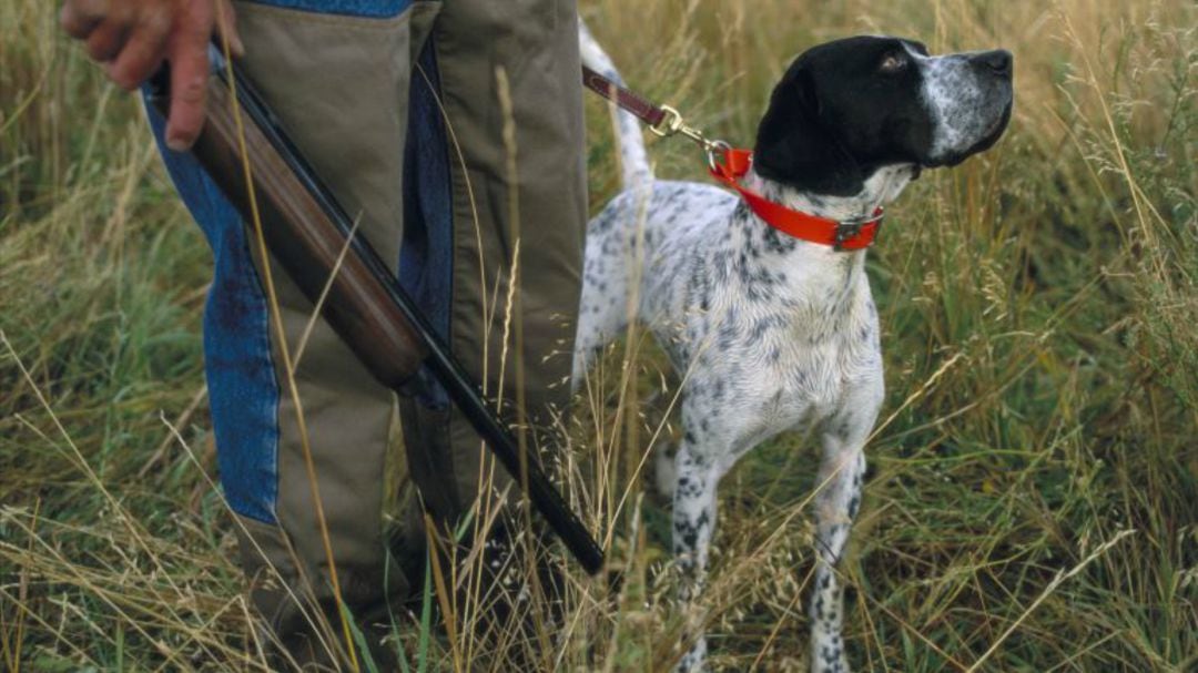 Perro de caza