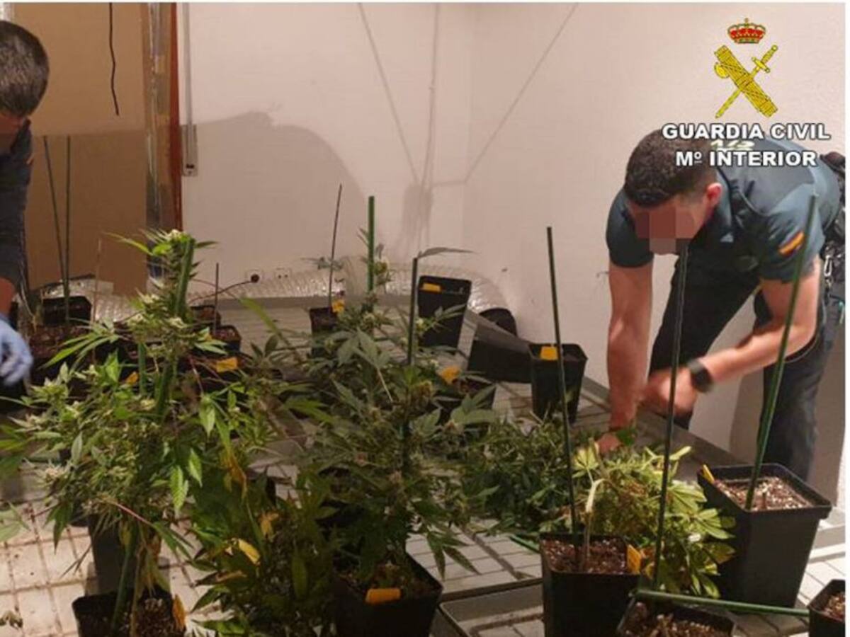 La Guardia Civil desmantela en Monóvar un cultivo indoor de marihuana