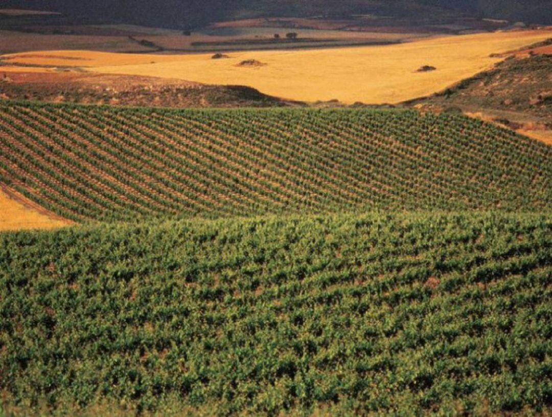 Viñedos en Rioja Alavesa