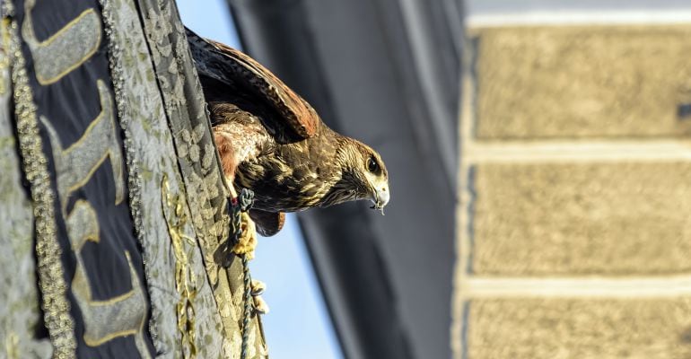 Águila Harry