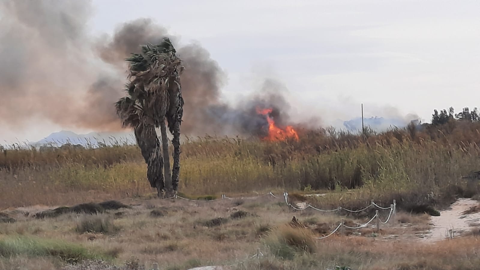 Ocho dotaciones de bomberos trabajan en la extinción de un incendio forestal en la Devesa de El Saler de València.