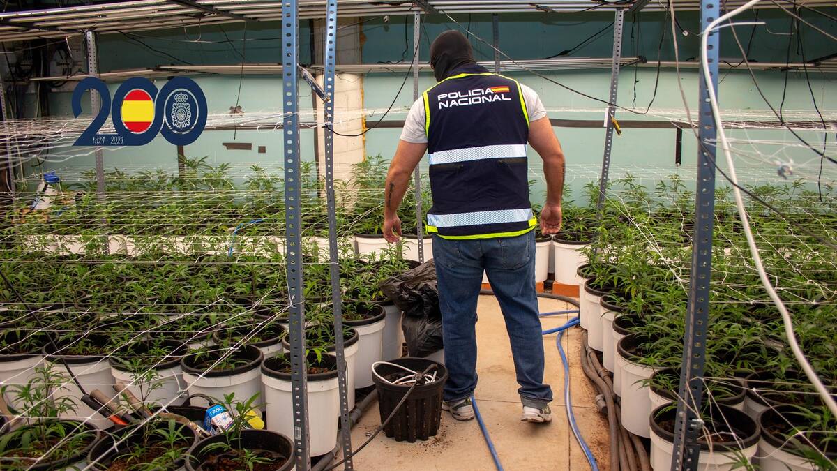 Detienen en Torre Pacheco a 3 individuos con más de 2.000 plantas de marihuana en una nave