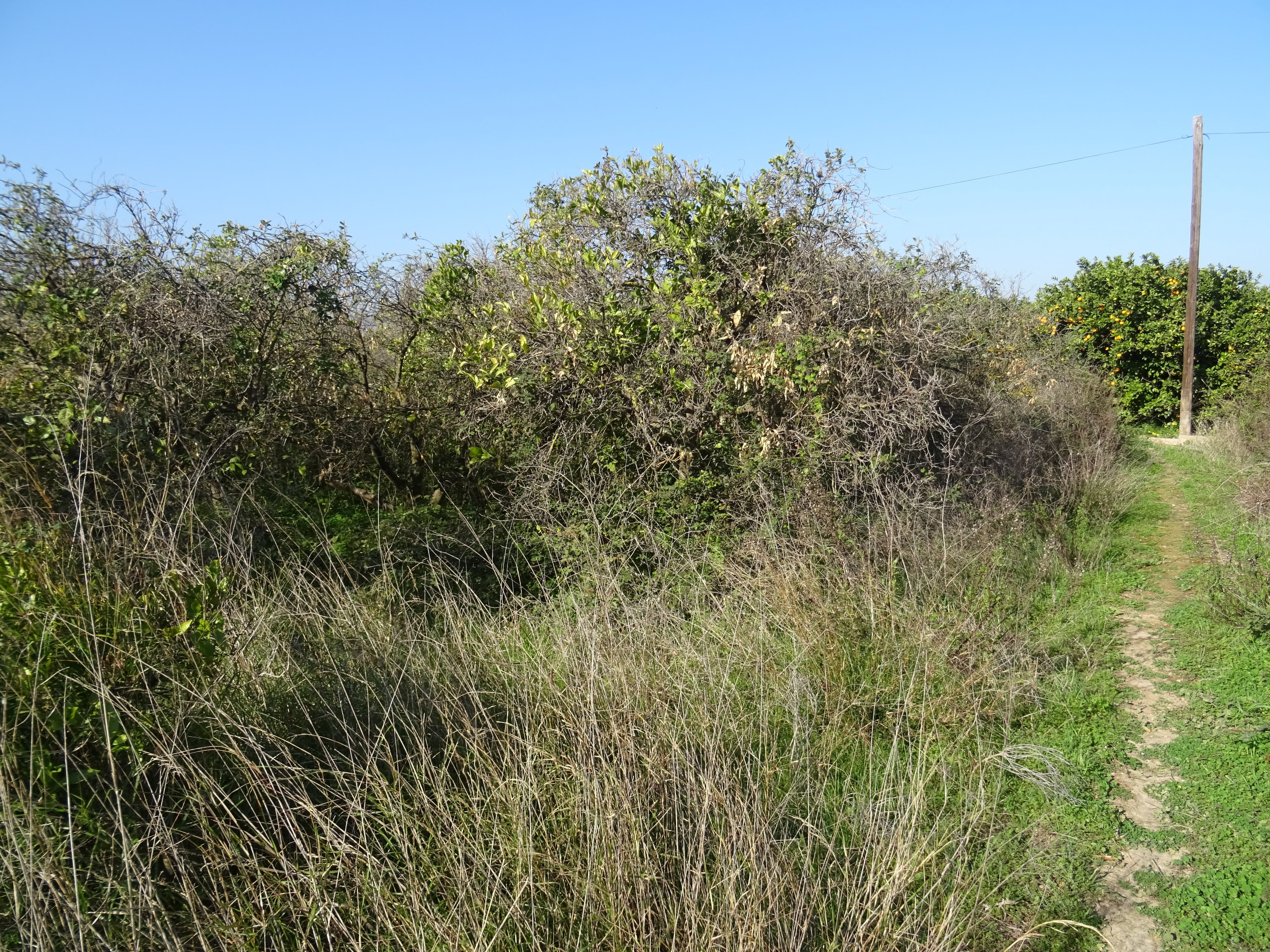 Campo abandonado en Oliva.