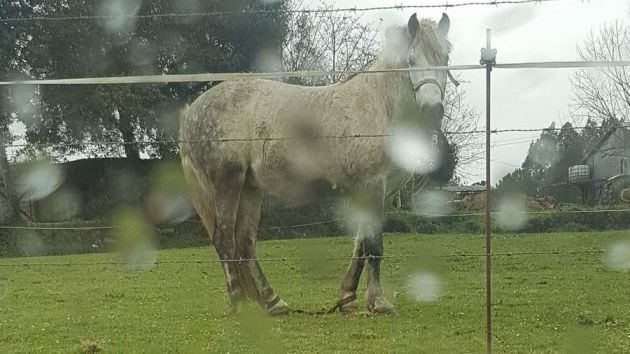 Caballo atado en Abegondo