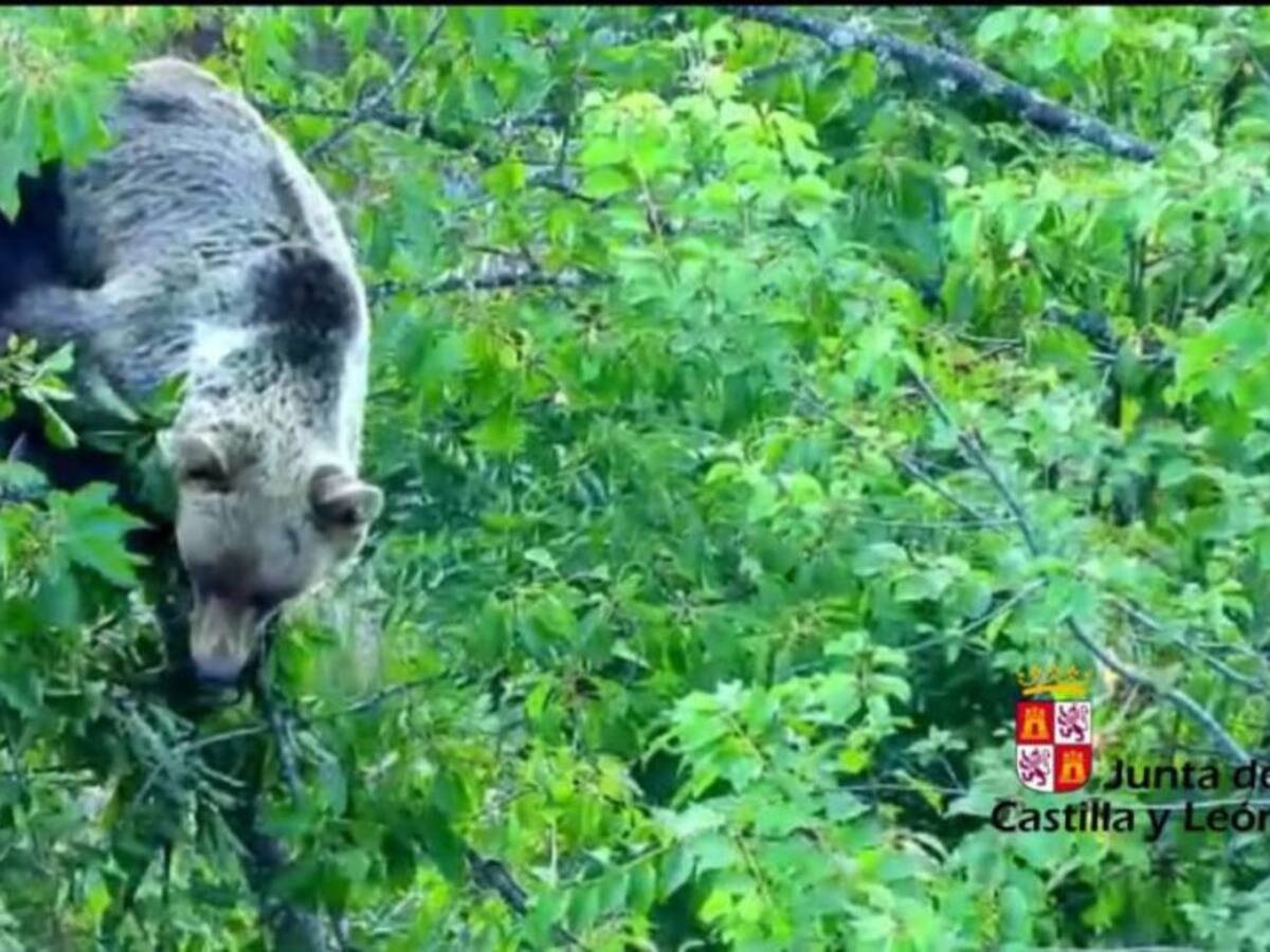 Aumentan los avistamientos de osos en Villablino y Palacios del Sil