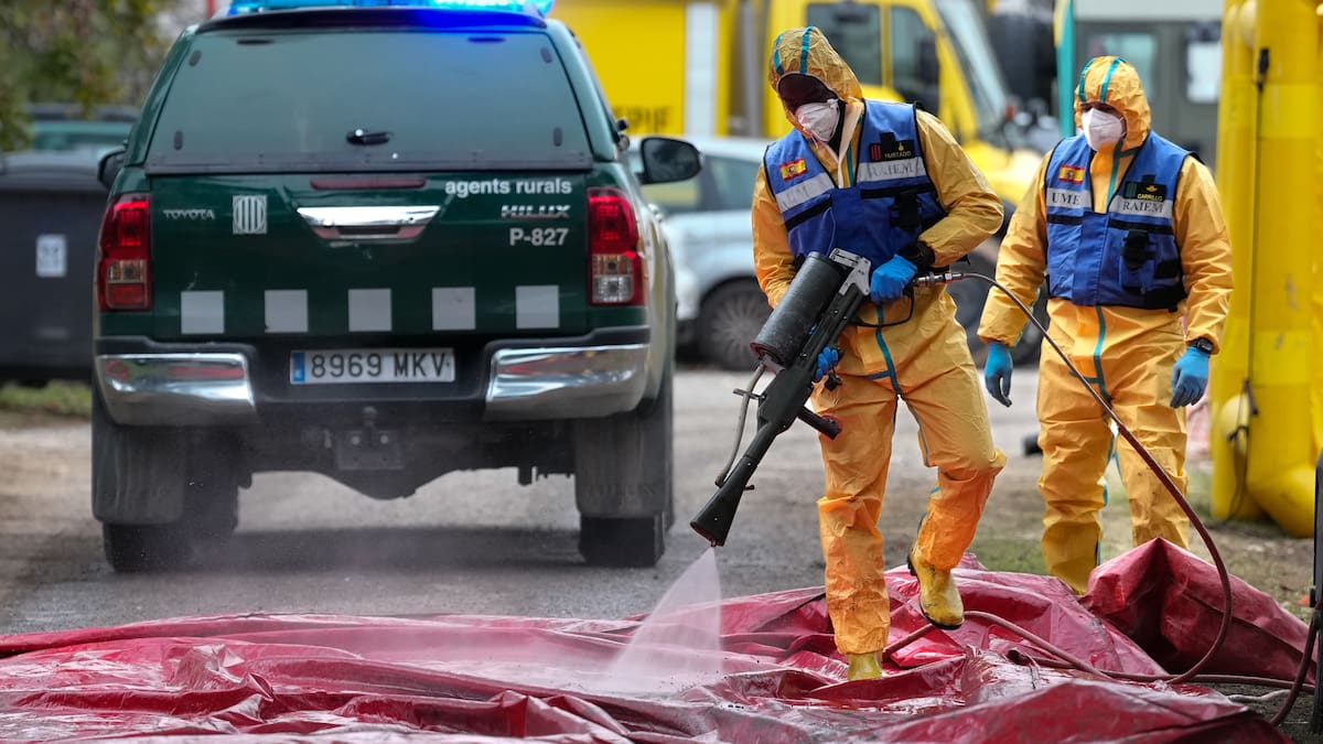 Gonzalo López, veterinario: "La peste porcina no se puede contagiar a humanos"