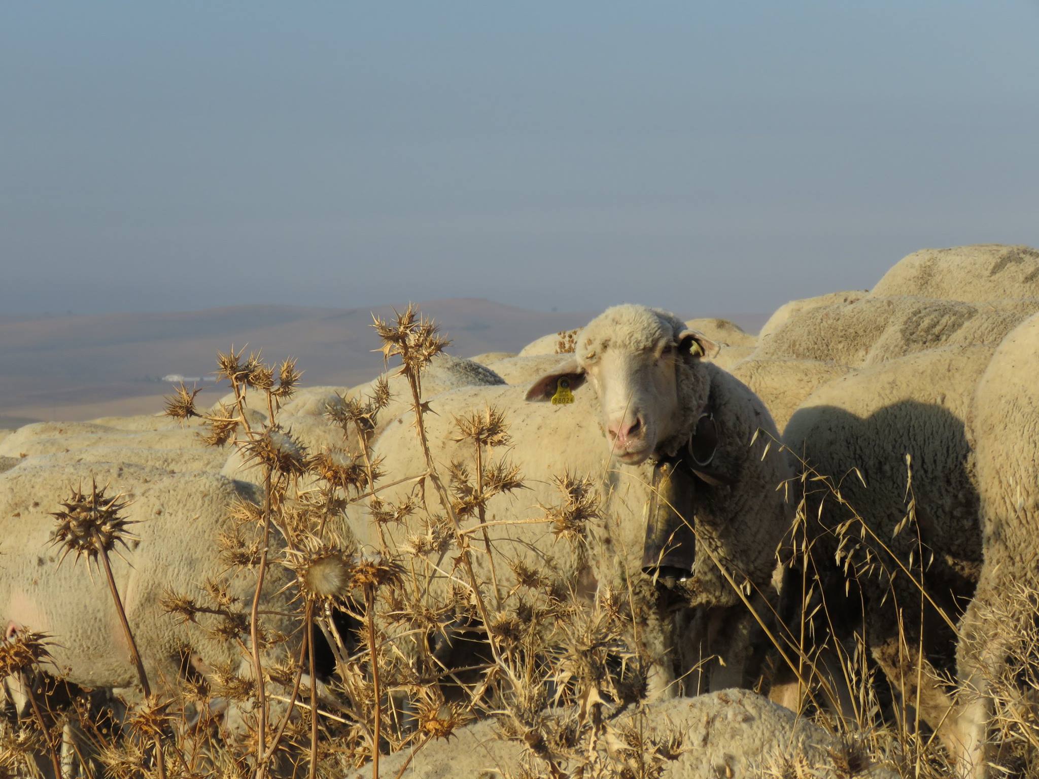 Ovejas merinas en la campiña de Córdoba