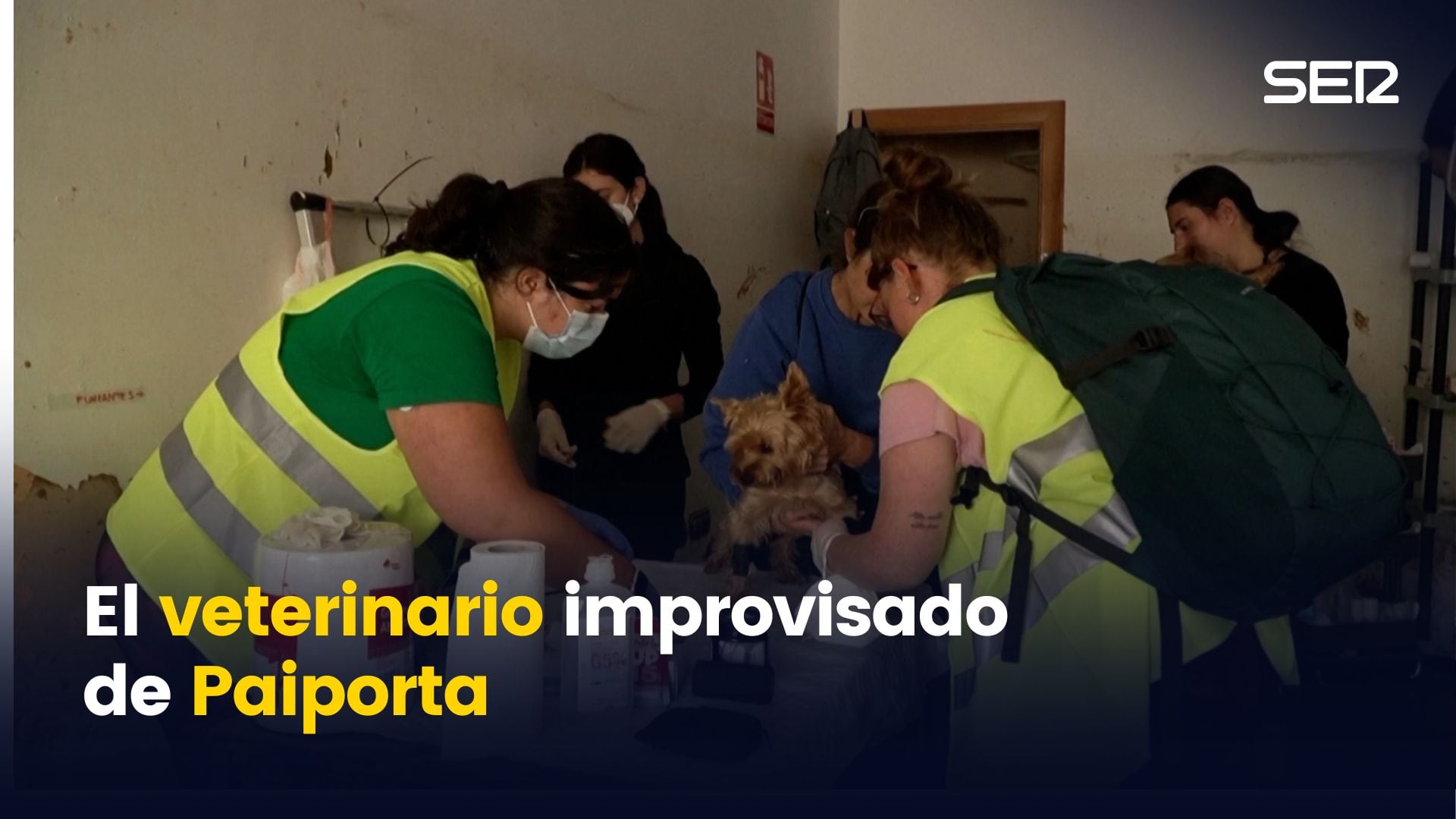 La clínica veterinaria improvisada en Paiporta para los animales afectados por la DANA