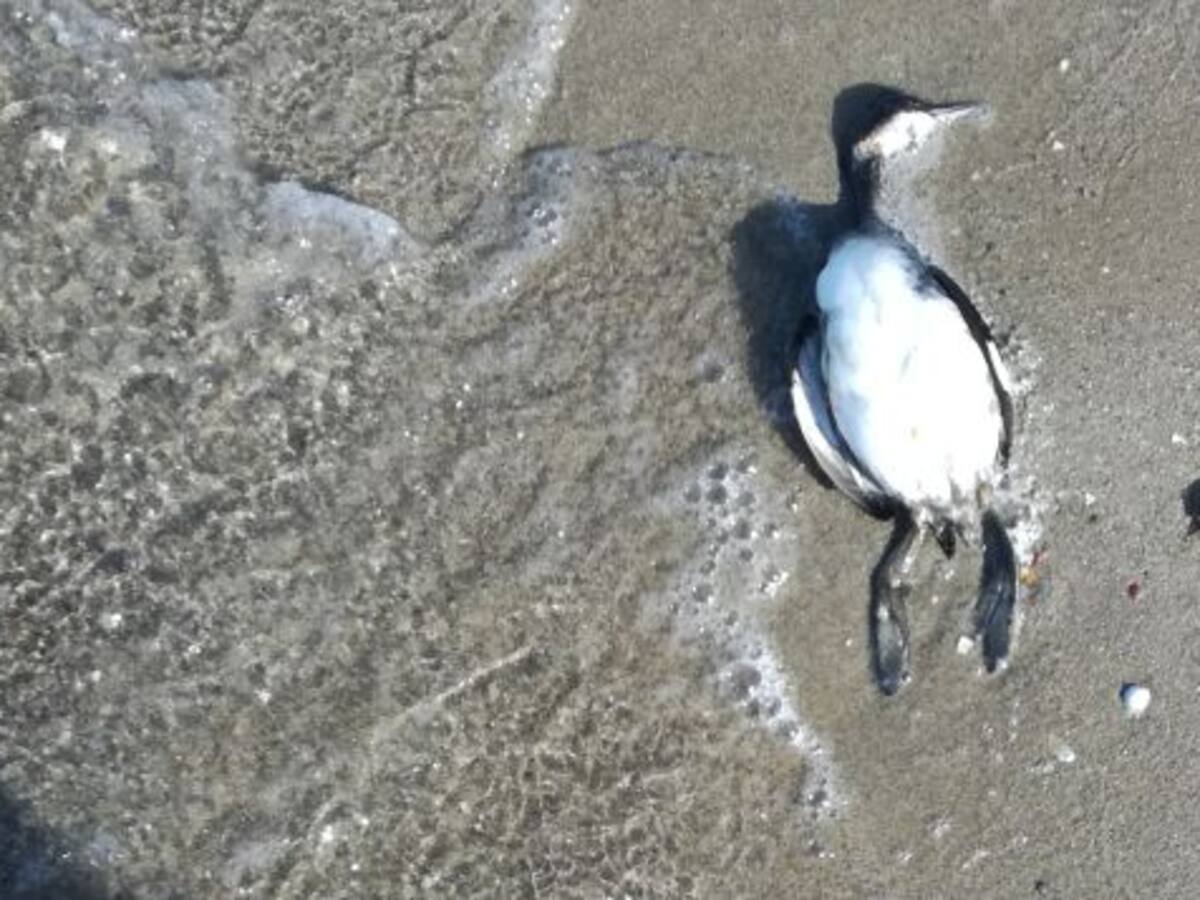 Algas y pájaros muertos en la Playa Paraiso del Mar Menor