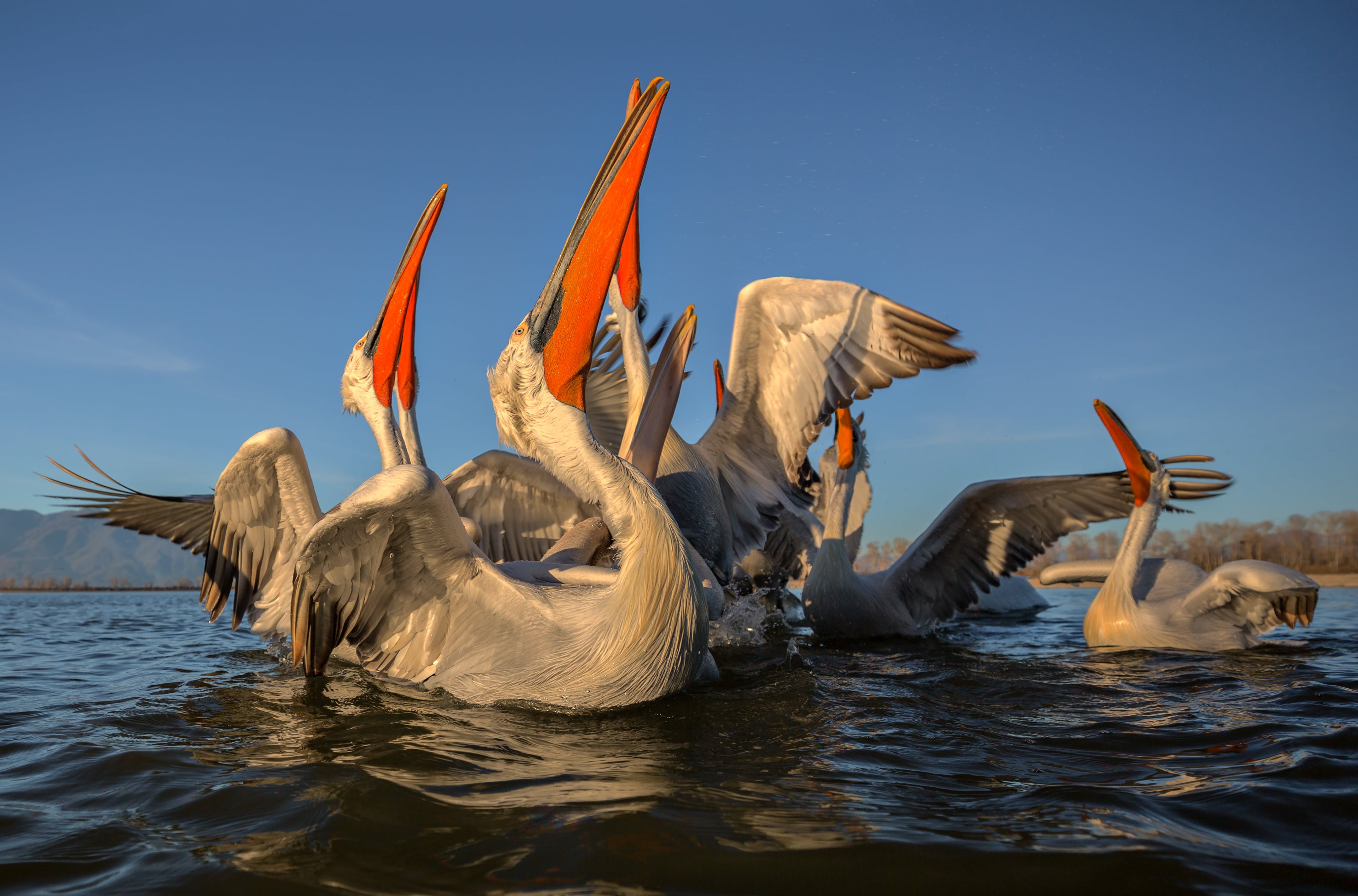 Pelícanos plateados