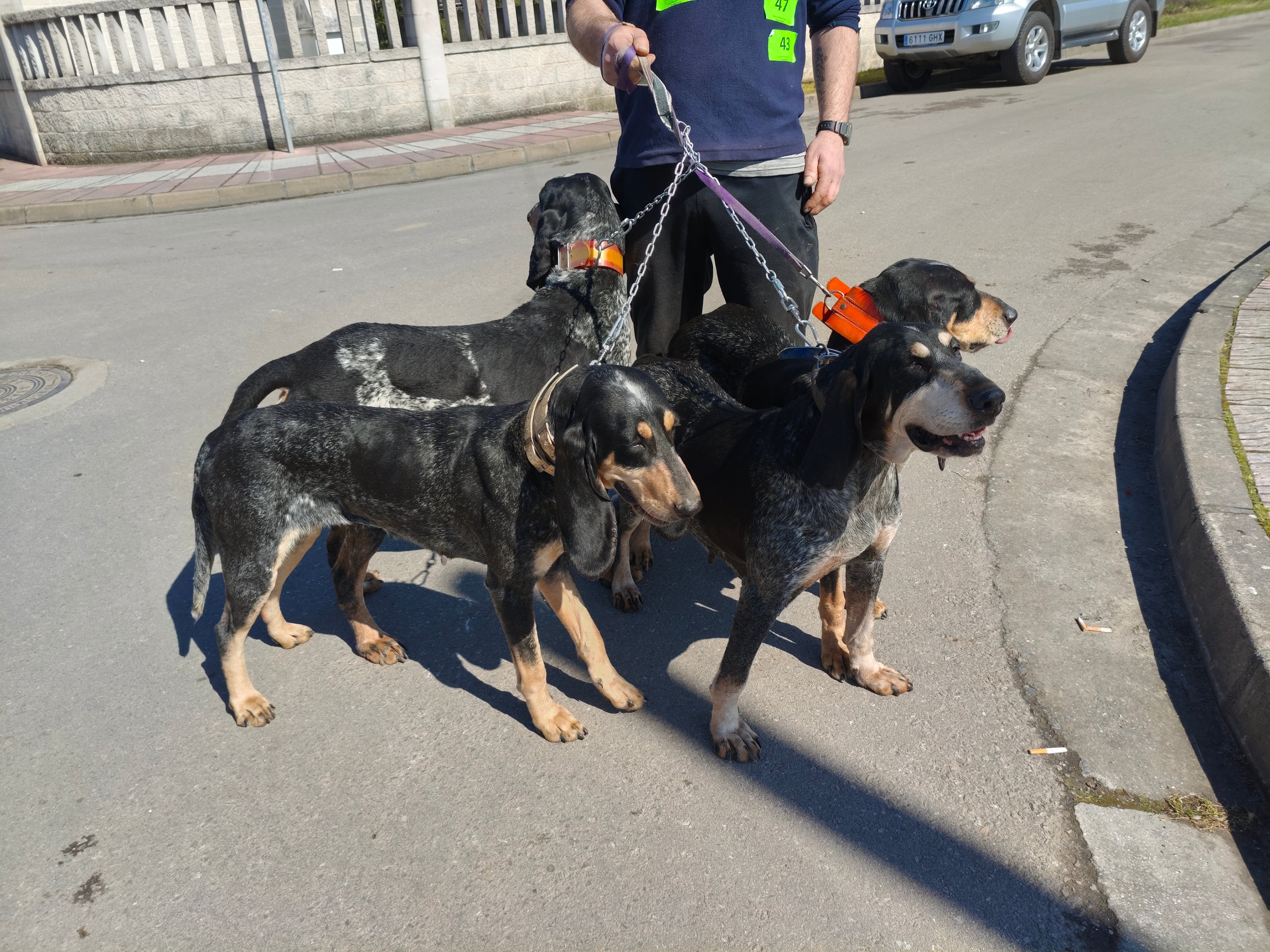 Un criador con varios de sus perros