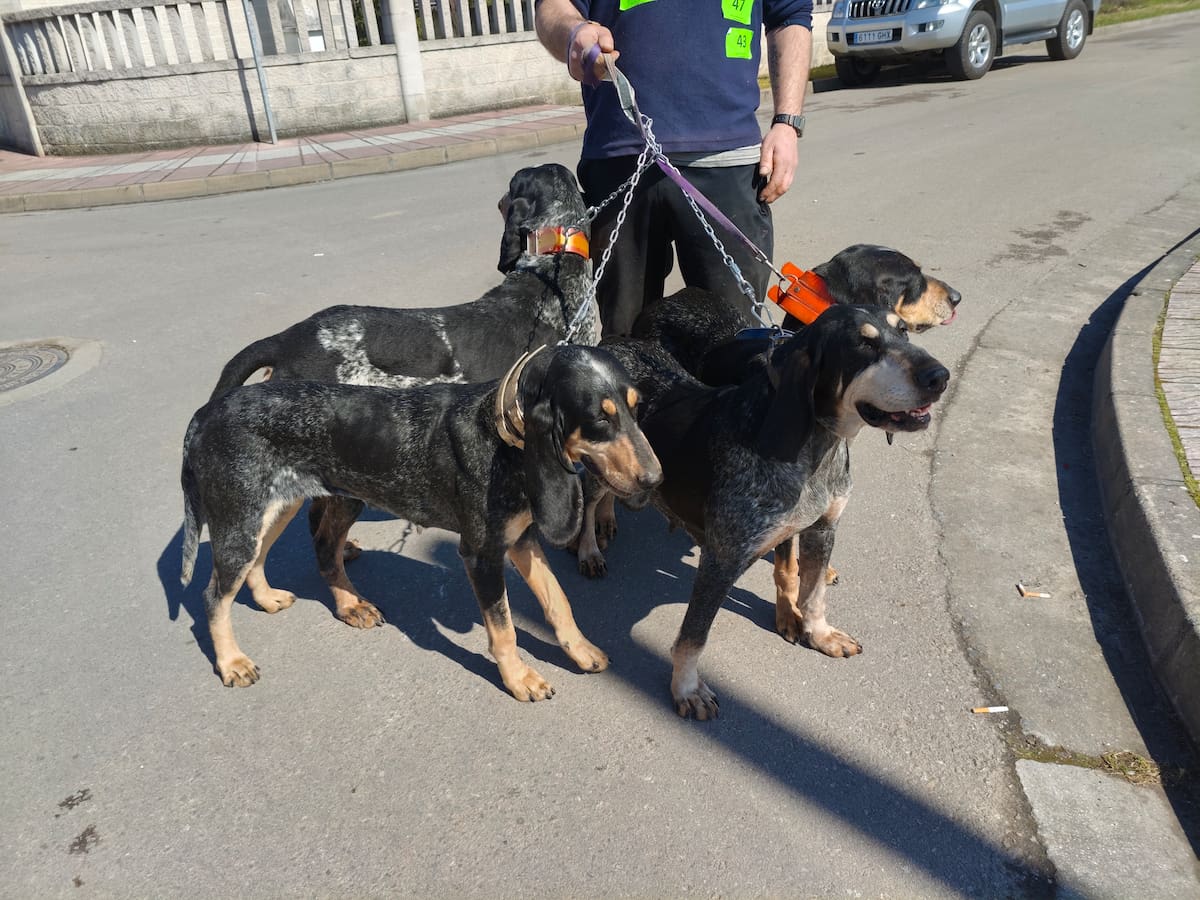 Un total de 600 ejemplares participaron en la Feria de Perros de Caza de Camponaraya