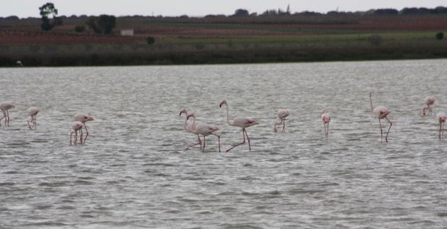 Flemencos en la laguna de Manjavacas en Mota del Cuervo.