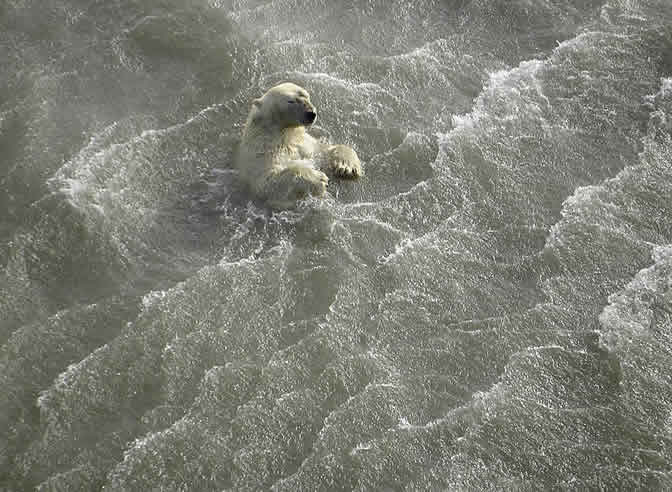 Una plataforma de hielo de más de 50 kilómetros cuadrados se ha desprendido en la región ártica de Canadá, aparentemente debido al aumento de las temperaturas, según han informado científicos de la Universidad de Trent, en Ontario.