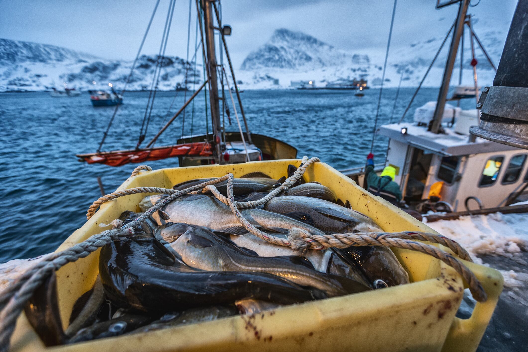 Pesca de bacalao