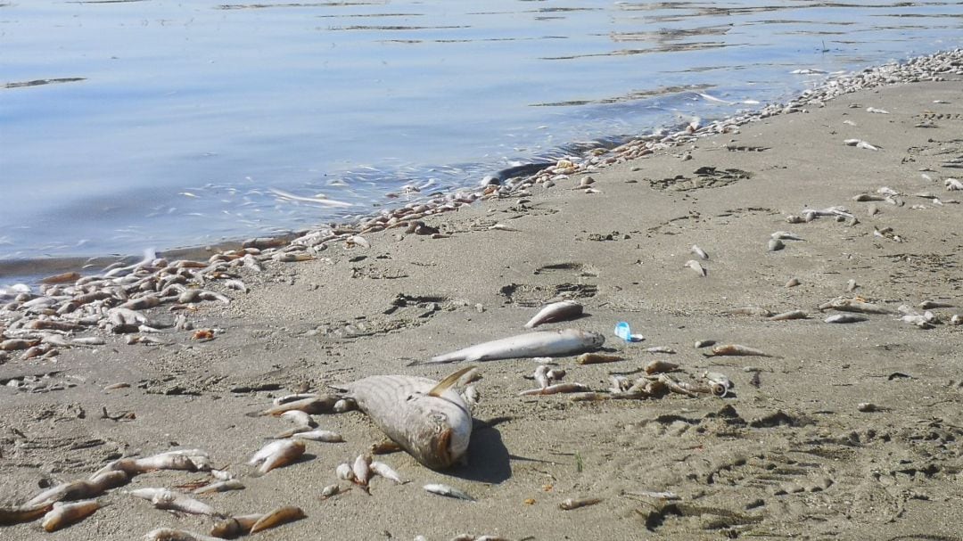 Miles de peces muertos a orillas del Mar Menor, en San Pedro del Pinatar