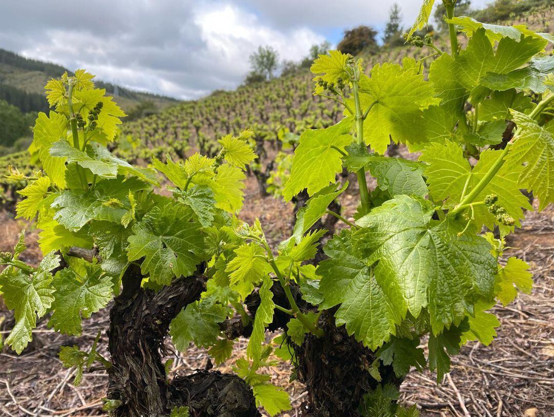 Viñedo de 13 Viñas