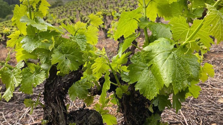 13 Viñas, un proyecto en crecimiento