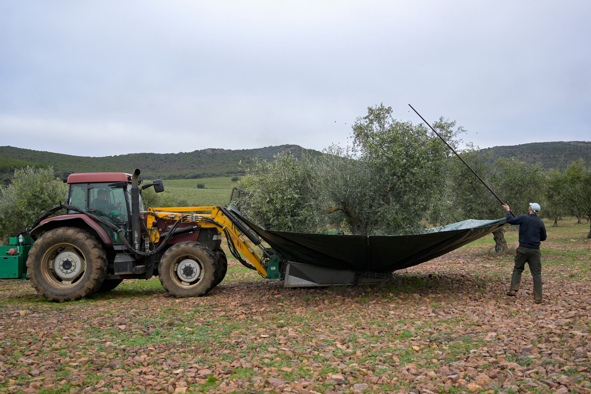 Un agricultor varea un olivar para conseguir su fruto