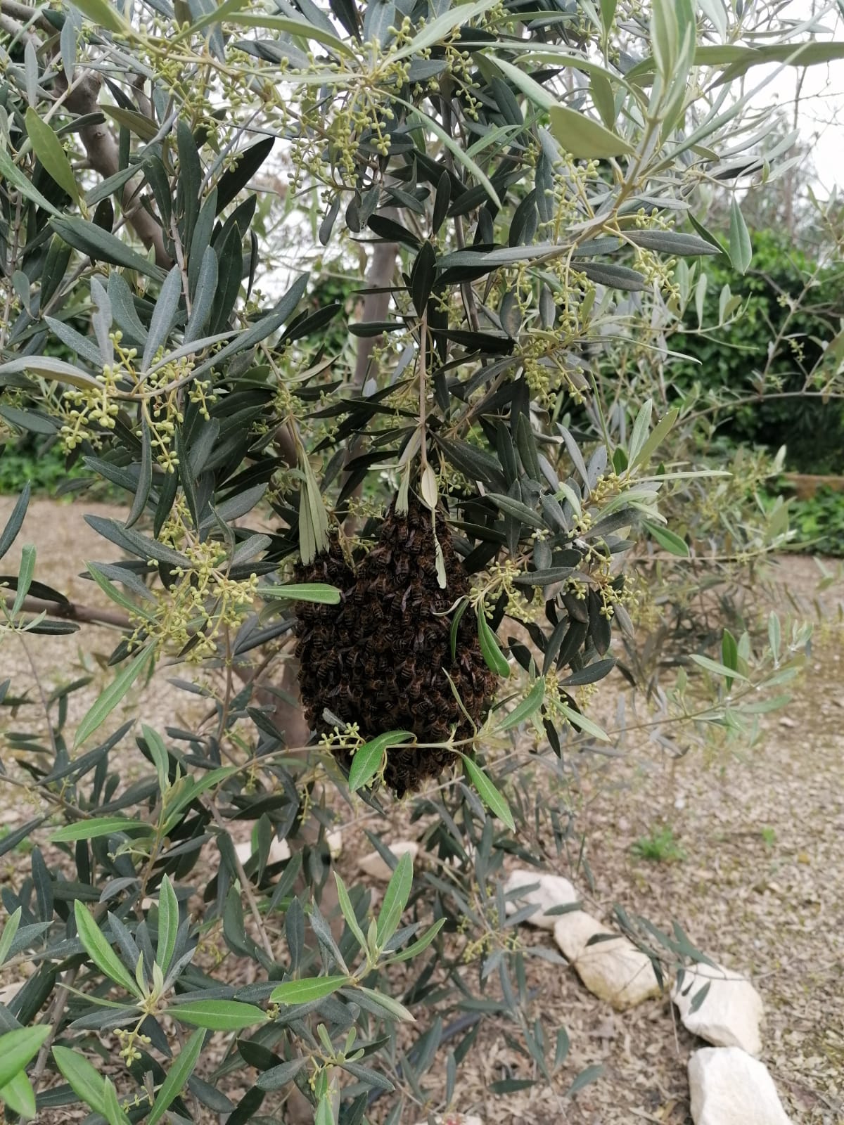 La Concejalía de Sanidad de Lorca recuerda las recomendaciones básicas en caso de detectar la aparición de enjambres de abejas en lugares públicos y privados del municipio.