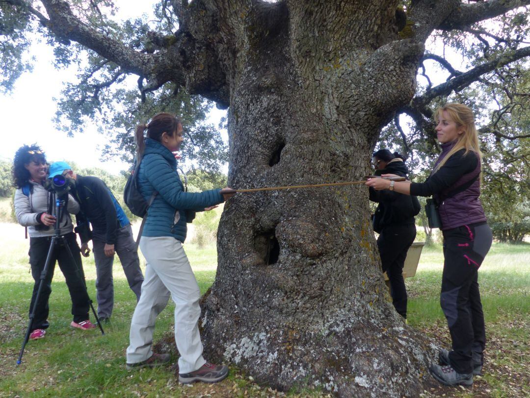 Encina hueca en Careluega
