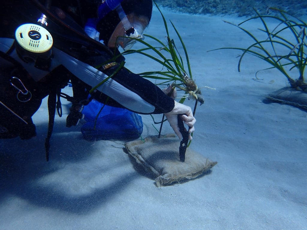 Proyecto Bosque Marino de Pollença