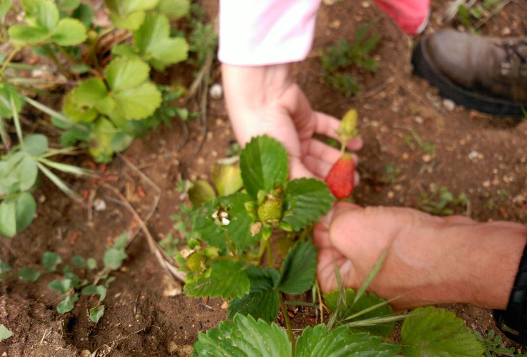 Los huertos solidarios permiten aportar productos frescos a las familias más necesitadas