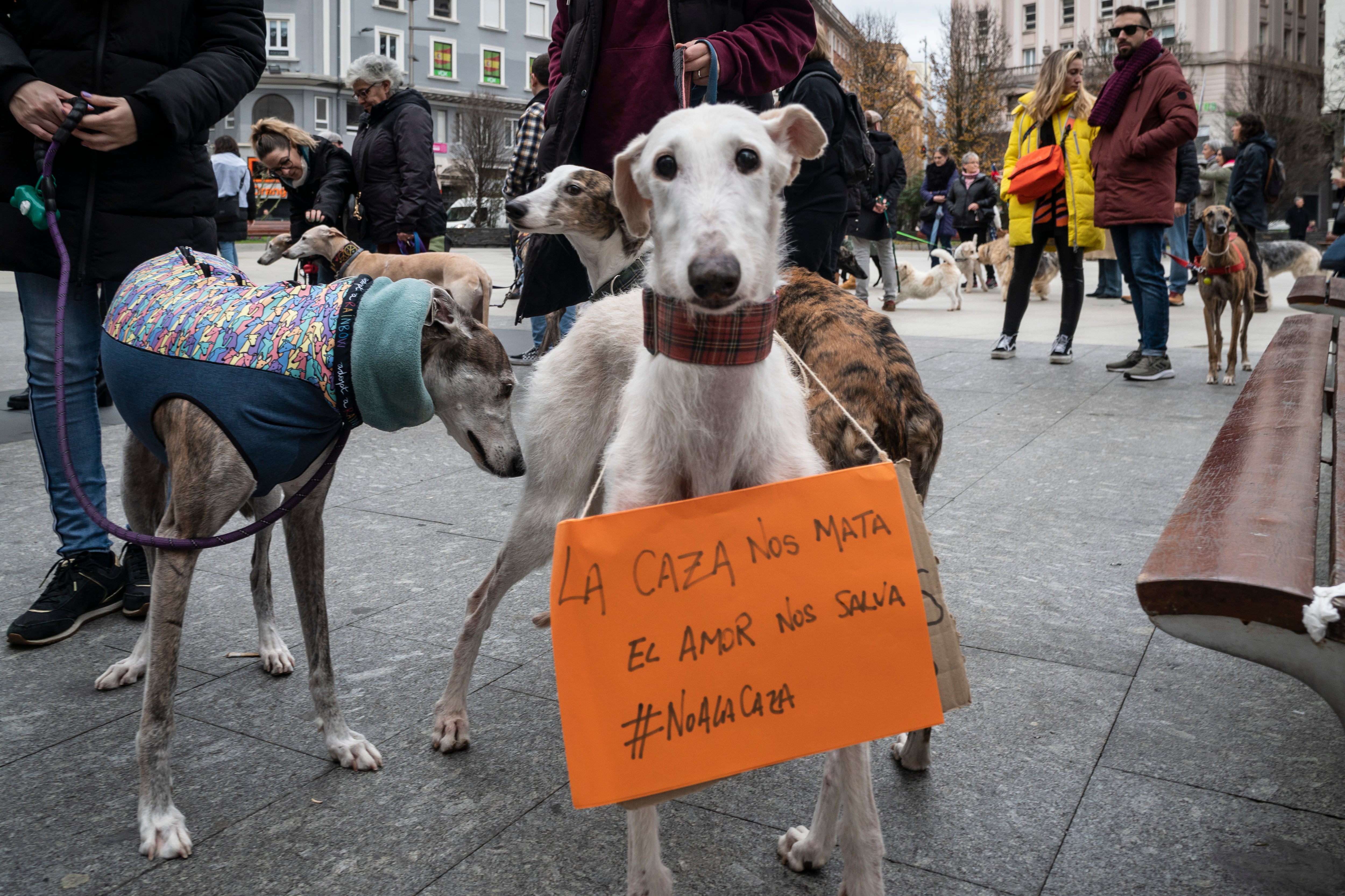 Decenas de personas acompañadas por sus perros, sobre todo galgos pero también de otras razas, recorrieron este domingo el centro de Santander para exigir que se prohíba el uso de perros para la caza y se les proteja en la ley de Bienestar Animal