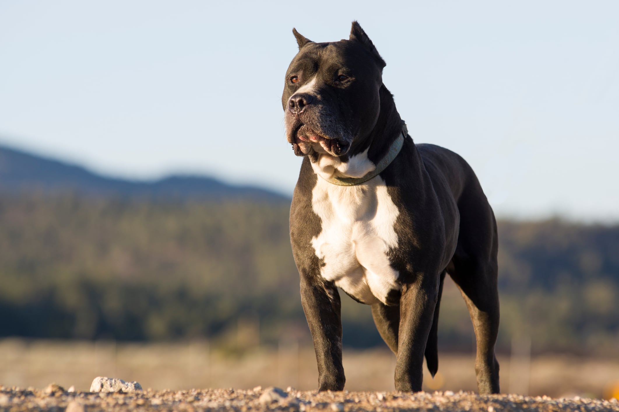 Imagen de archivo de un pitbull.