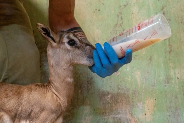 Los cuidadores de BIOPARC Valencia sacan adelante a una cría de gacela Mhorr