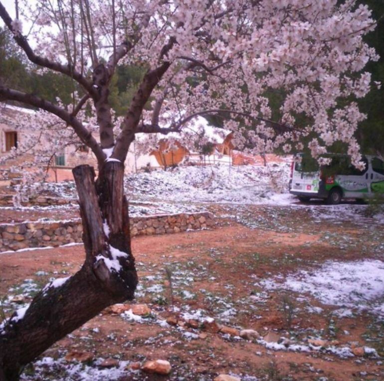 Así lucen los almendros en Nerpio; en flor y con nieve