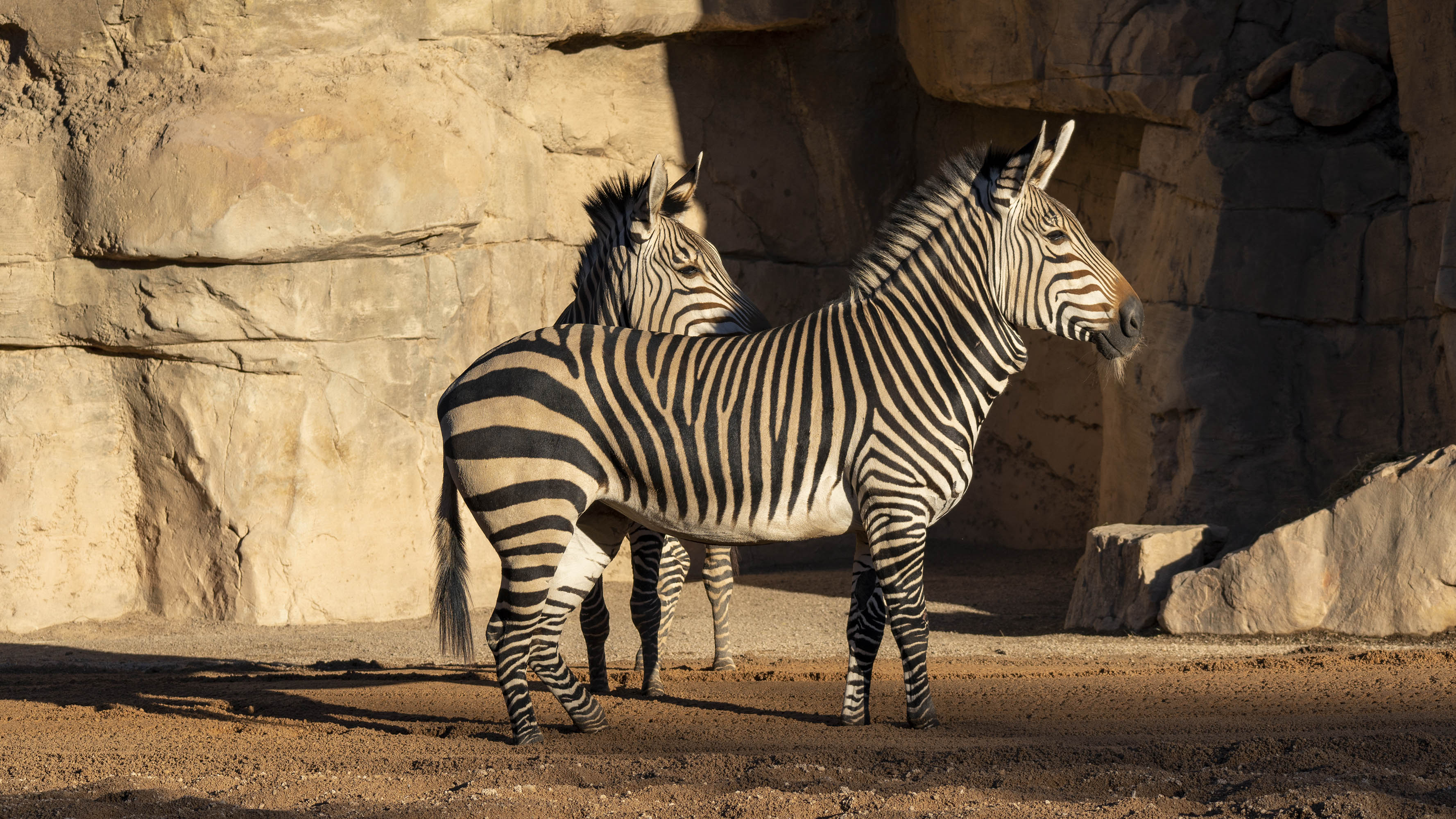 Nueva especie de Cebra en BIOPARC Valencia - Cebra de Hartmann