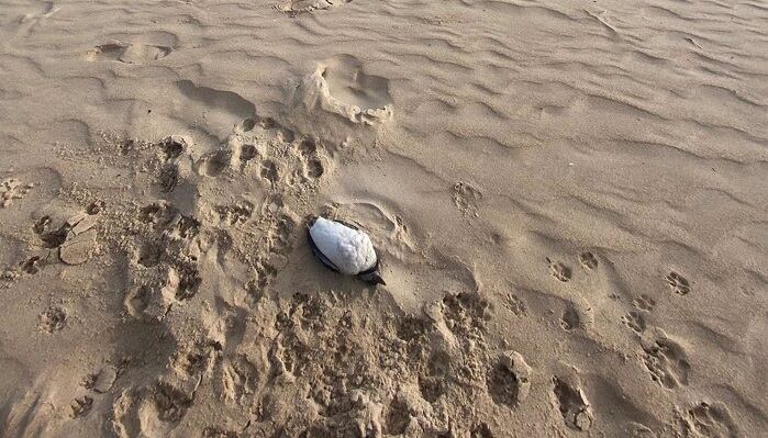 Ave muerta en una playa de Tarifa