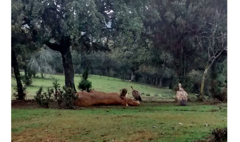 UGAMA se muestra preocupada por la falta de respuestas a los problemas de los agricultures y ganaderos ante los ataques de buitres a especies vivas o la sobrepoblación de cabras montesas o lobos 