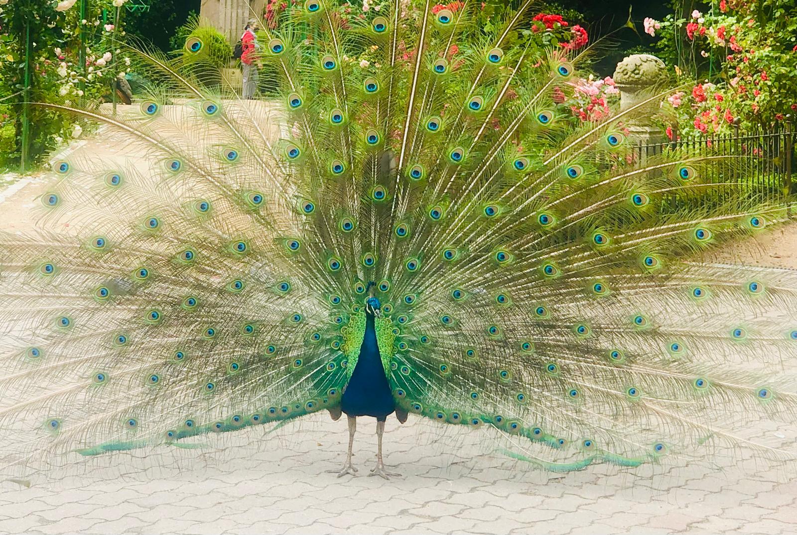 Pavos Reales en el Campo Grande de Valladolid
