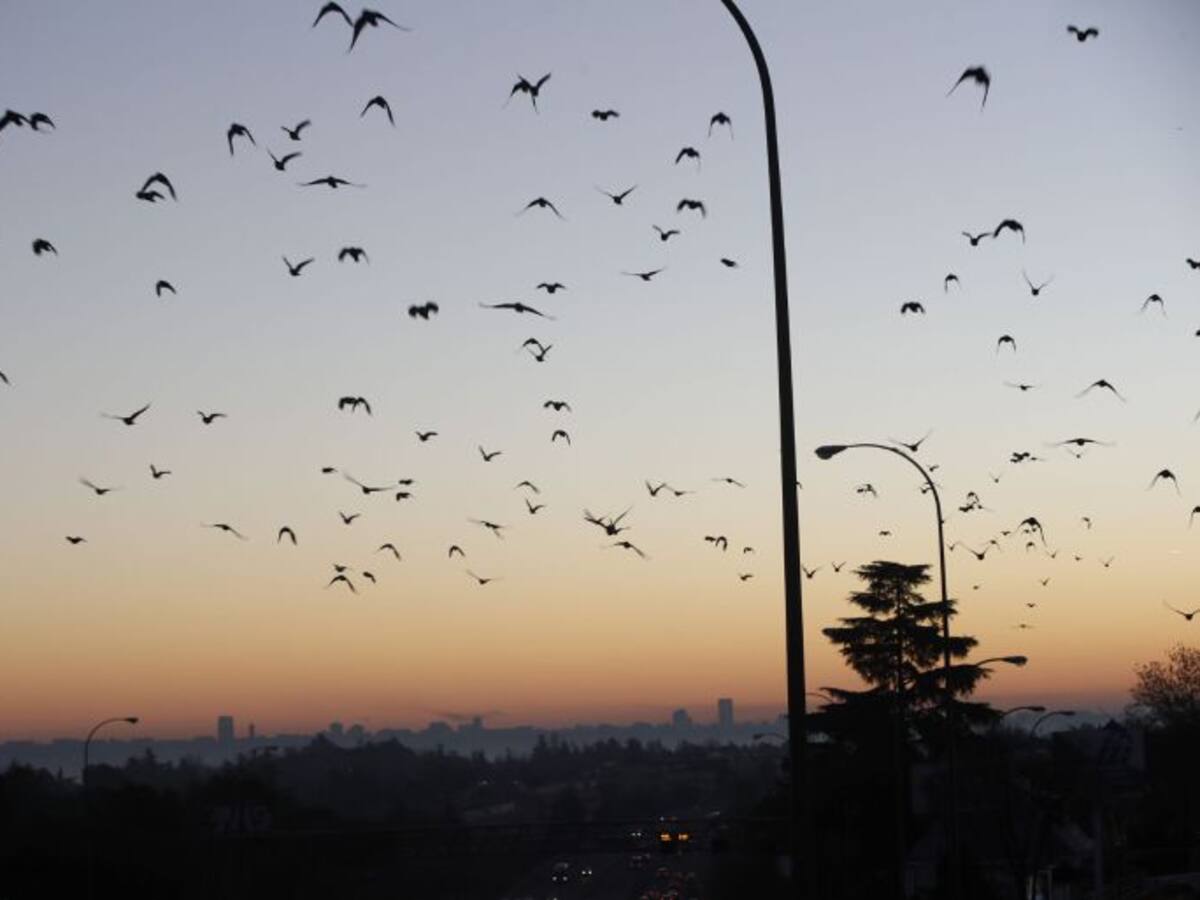 "Medidas como las de Madrid tienen que tomarse durante todo el año"
