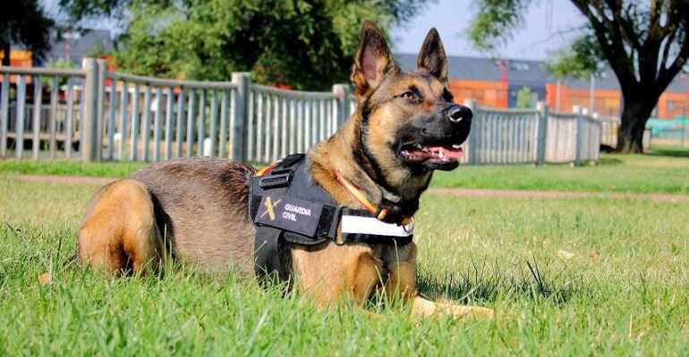 Perro de rastreo de la Guardia Civil