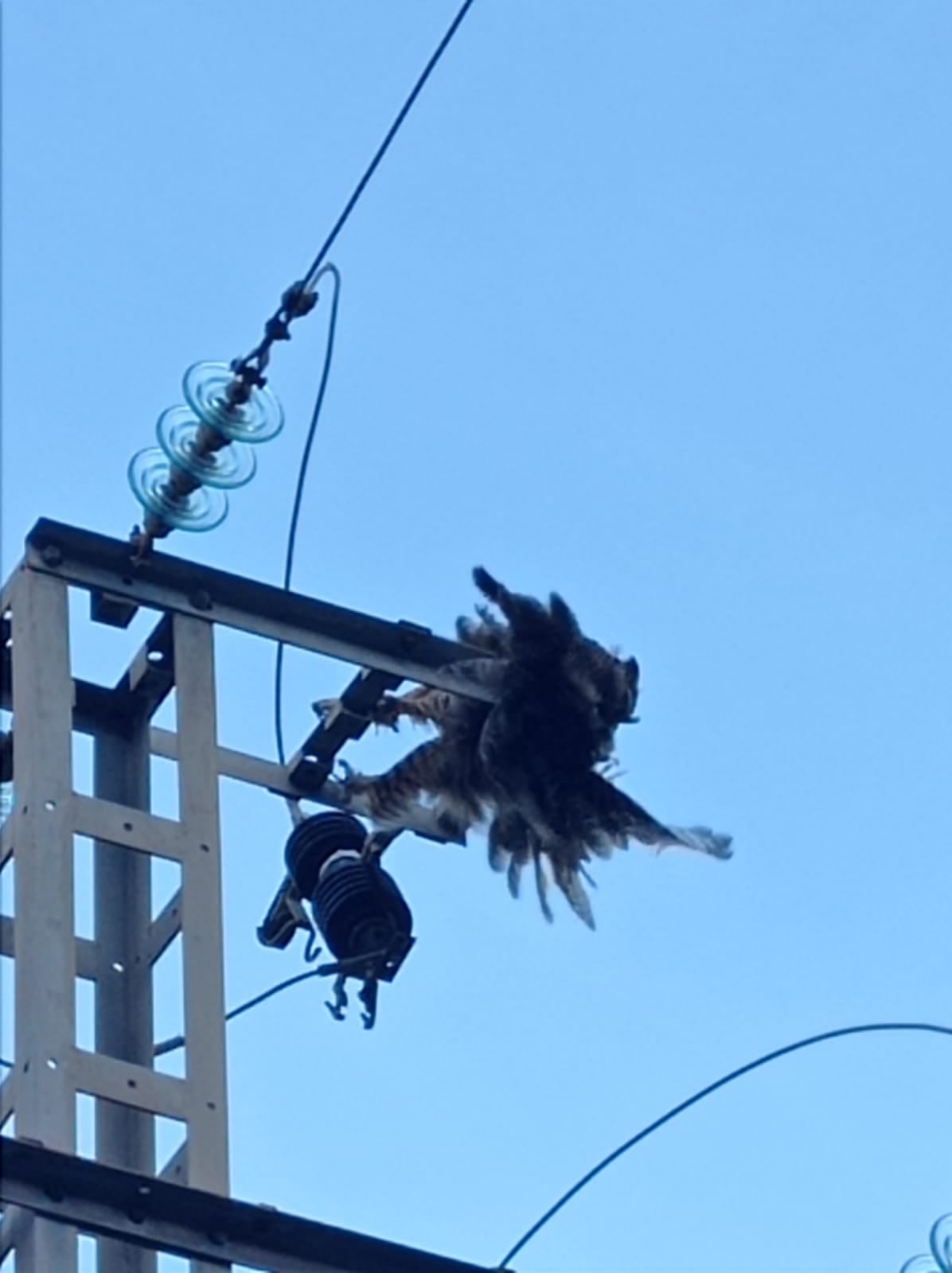 Un ejemplar de búho fallecido en el poste de la luz.