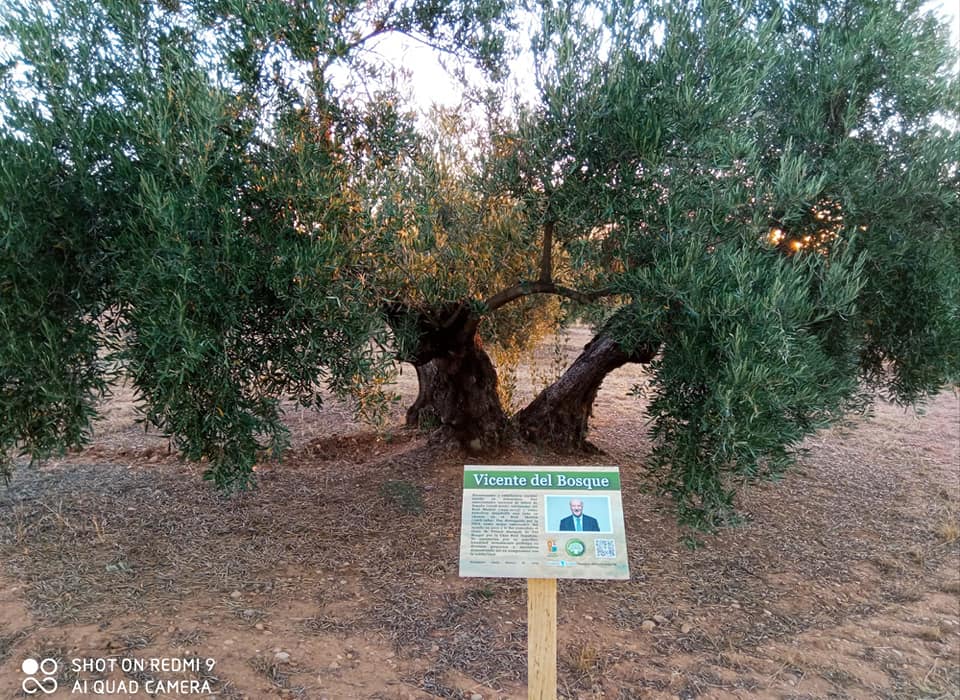 Olivo del Ecoparque ubicado en Carboneros.