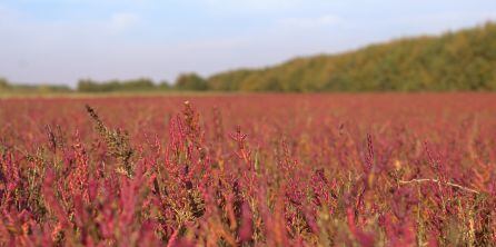 Salicornia