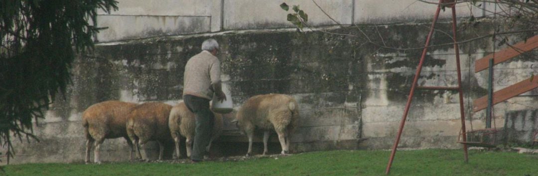 Granja denunciada por Ciudadanos en Cambre