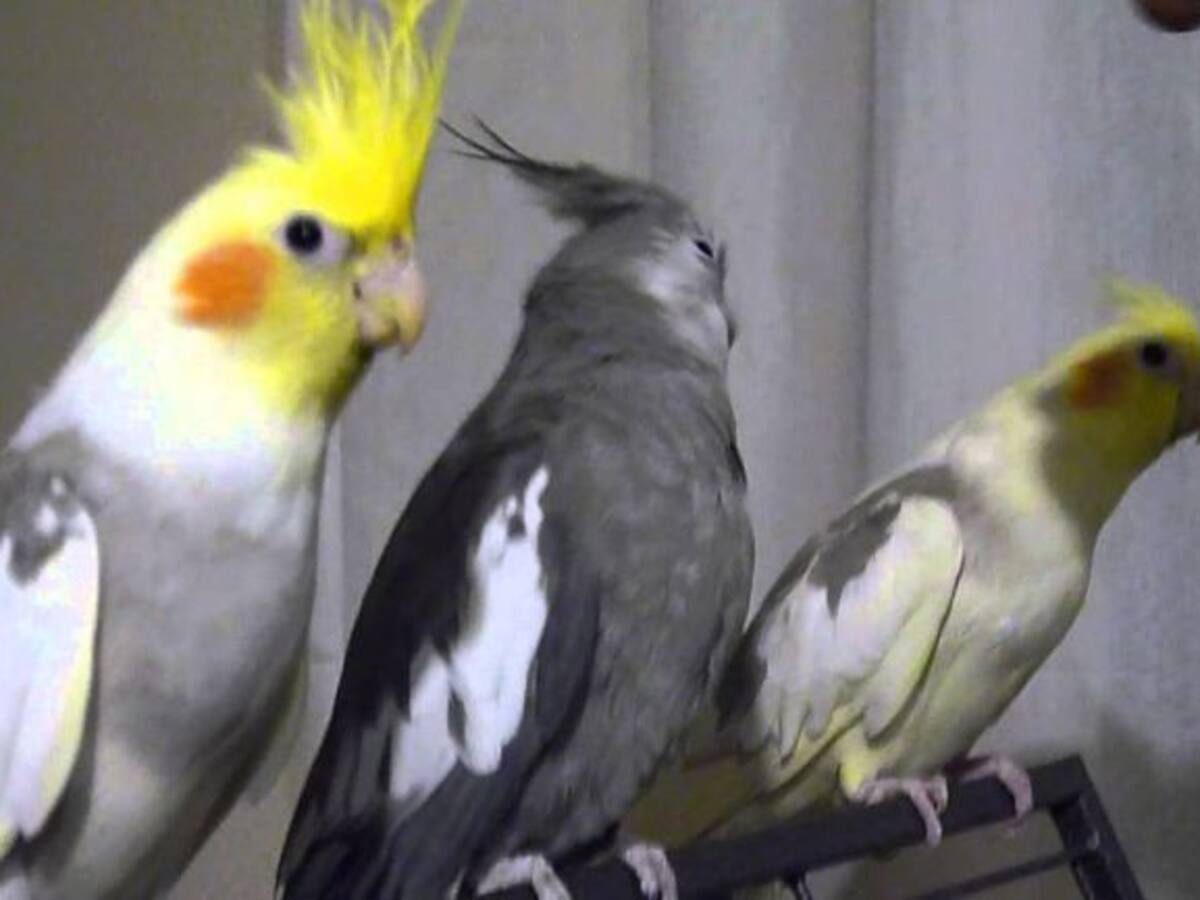 Alonso: "Soy dueño de tres ninfas papilleras que tengo sueltas en mi casa. Comen de mi plato y duermen conmigo"