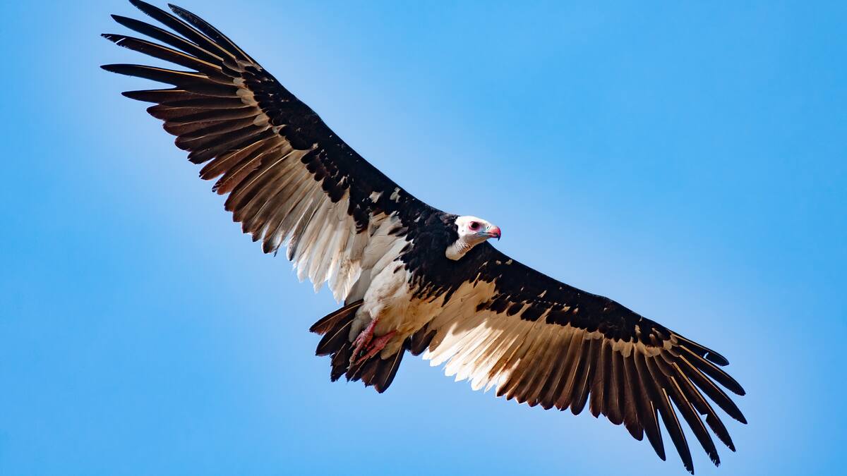 Aprender a identificar aves en un lugar de la Ribera que las ama