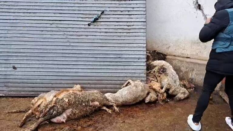 Imagen de archivo de la granja ilegal en Renedo de Esgueva